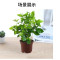 大盆茉莉花带花苞发货盆栽室内花卉植物四季开花不断净化空气绿植 2盆原盆（25cm-35cm）
