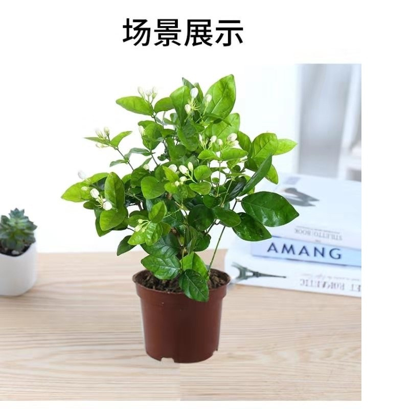 大盆茉莉花带花苞发货盆栽室内花卉植物四季开花不断净化空气绿植 2盆原盆（25cm-35cm）