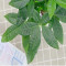 发财树盆栽室内客厅桌面绿植小盆景大发财树苗树吸甲醛植物 1盆发财树90#+厚德载物盆