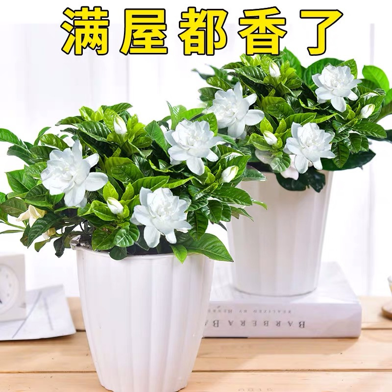 栀子花栀子花四季开花盆栽室内外盆景花卉观花植物除甲醛四季开花盆栽室内外盆景花卉观花.. 2盆栀子花+2个螺纹陶瓷盆+1支营养液