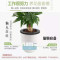 发财树盆栽室内客厅桌面绿植小盆景大发财树苗树吸甲醛植物 2棵发财树树苗（裸苗）