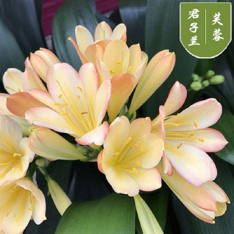 【6-8片叶子君子兰】 【芙蓉】原盆原土+生根粉当年开花