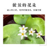 圆鱼缸小型桌面创意玻璃睡莲圆形水培植物金鱼缸一体水养家用造景_1 默认尺寸 中号一叶莲缸套餐【送雨花石】