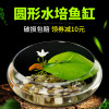 圆鱼缸小型桌面创意玻璃睡莲圆形水培植物金鱼缸一体水养家用造景_1 默认尺寸 小号一叶莲【不包含缸】