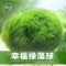 小鱼缸水族箱造景装饰真水种子植物前景懒人水藻球_1