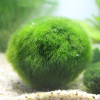 小鱼缸水族箱造景装饰真水种子植物前景懒人水藻球_1 默认尺寸 4-5cm