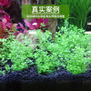 水泥专用沙鱼缸装饰肥料底砂种植土陶粒砂水族造景套餐10斤_2 默认尺寸 1L净水无粉版（买一送三）