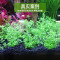 水泥专用沙鱼缸装饰肥料底砂种植土陶粒砂水族造景套餐10斤_2 默认尺寸 【9L】+开缸伴侣+基肥+硝化细菌