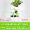 水培植物养鱼缸一体家用塑料创意懒人小型免换水桌面斗鱼专用客厅_1 默认尺寸 白色标配+绿萝+狮王斗鱼