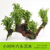 懒人水有茎类鱼缸装饰水榕沉木净化水质的水辣椒榕水族箱_2_159 默认尺寸 【六头】小对叶六头沉木
