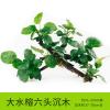 懒人水有茎类鱼缸装饰水榕沉木净化水质的水辣椒榕水族箱_2_159 默认尺寸 【六头】大水榕六头沉木