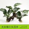 懒人水有茎类鱼缸装饰水榕沉木净化水质的水辣椒榕水族箱_2_159 默认尺寸 【三头】大水榕三头沉木