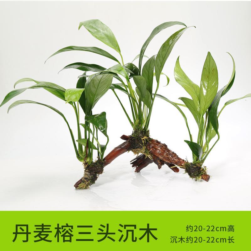 懒人水有茎类鱼缸装饰水榕沉木净化水质的水辣椒榕水族箱_2_159 默认尺寸 【三头】丹麦榕三头沉木