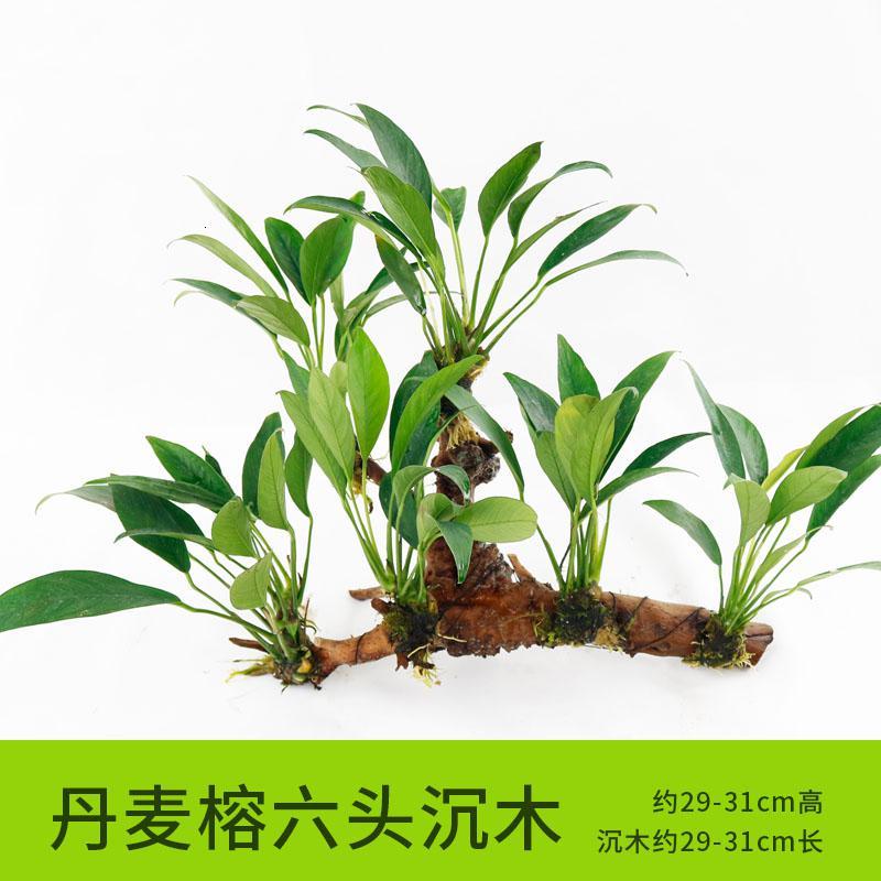 懒人水有茎类鱼缸装饰水榕沉木净化水质的水辣椒榕水族箱_2_159 默认尺寸 【六头】丹麦榕六头沉木
