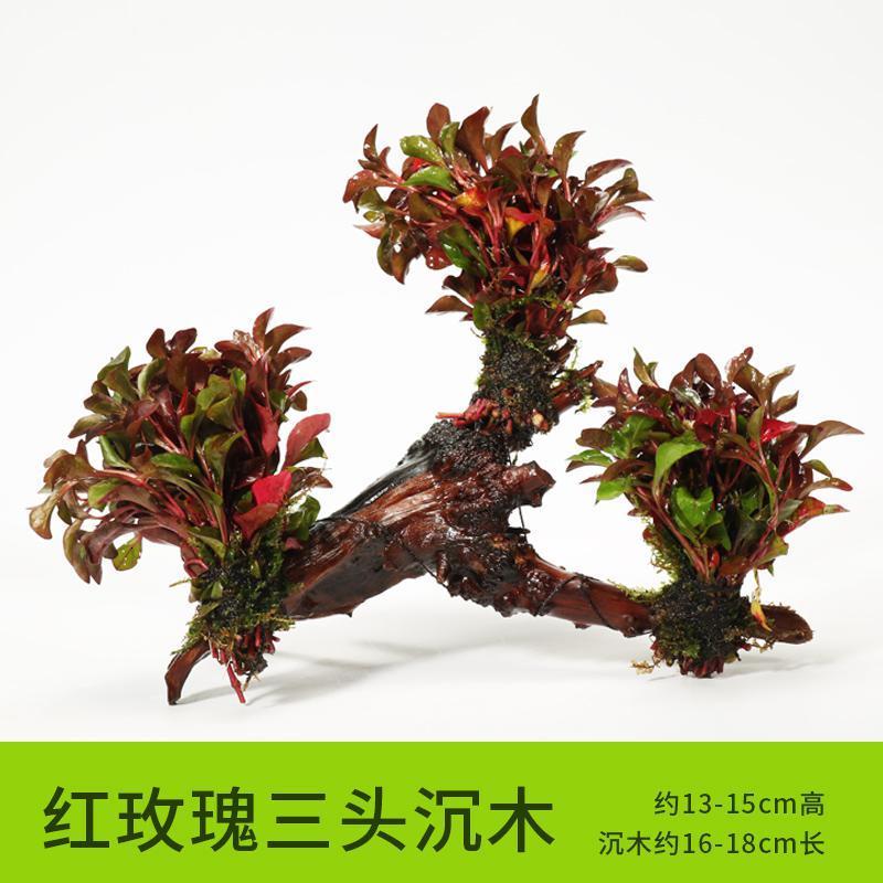 懒人水有茎类鱼缸装饰水榕沉木净化水质的水辣椒榕水族箱_2_159 默认尺寸 【三头】红玫瑰三头沉木
