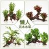 懒人水有茎类鱼缸装饰水榕沉木净化水质的水辣椒榕水族箱_2_159 默认尺寸 【三头】红玫瑰三头沉木