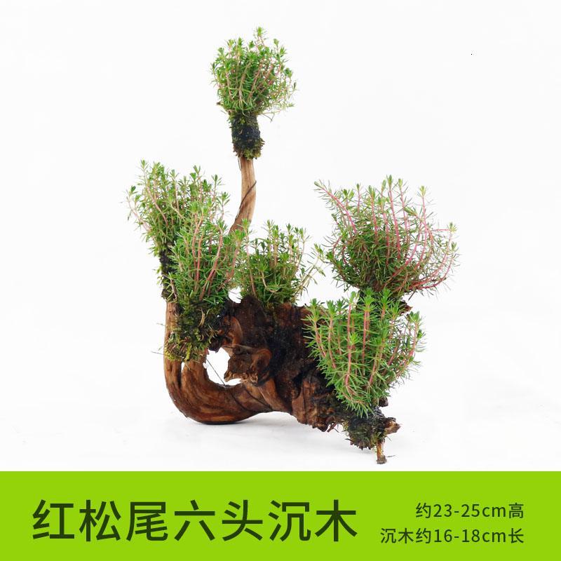 懒人水有茎类鱼缸装饰水榕沉木净化水质的水辣椒榕水族箱_2_159 默认尺寸 【六头】红松尾六头沉木
