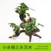 懒人水有茎类鱼缸装饰水榕沉木净化水质的水辣椒榕水族箱_2_159 默认尺寸 【三头】小水榕三头沉木