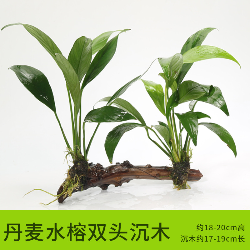 沉木水缸鱼缸装饰造景套餐小水榕类懒人新手真水椒植物_1 默认尺寸 丹麦水榕双头沉木