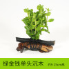 沉木水缸鱼缸装饰造景套餐小水榕类懒人新手真水椒植物_1 默认尺寸 【单头】绿金钱单头沉木