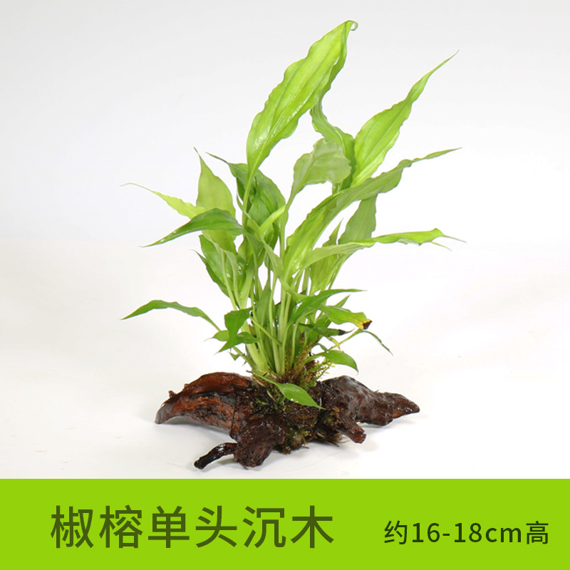 沉木水缸鱼缸装饰造景套餐小水榕类懒人新手真水椒植物_1 默认尺寸 【单头】椒榕单头沉木