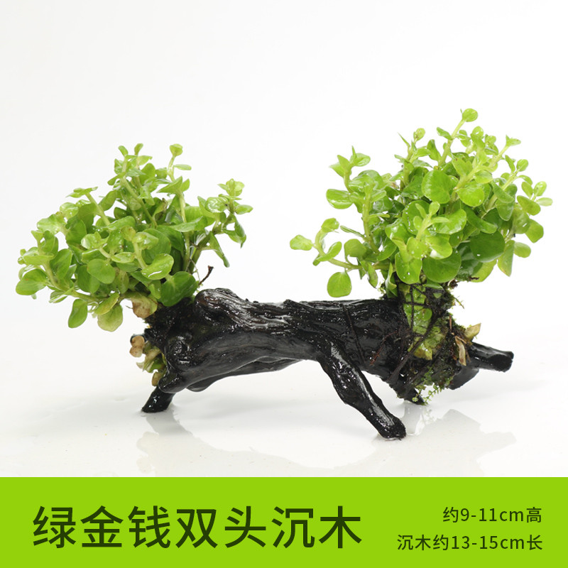 沉木水缸鱼缸装饰造景套餐小水榕类懒人新手真水椒植物_1 默认尺寸 绿金钱双头沉木