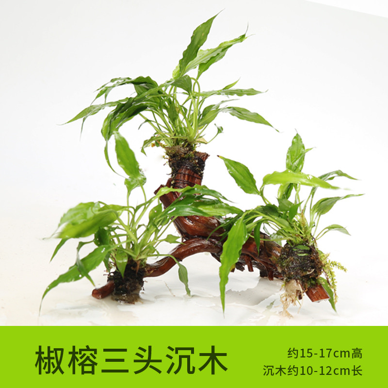 沉木水缸鱼缸装饰造景套餐小水榕类懒人新手真水椒植物_1 默认尺寸 【三头】椒榕三头沉木