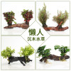 沉木水缸鱼缸装饰造景套餐小水榕类懒人新手真水椒植物_1 默认尺寸 【三头】绿金钱三头沉木
