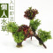 鱼缸装饰造景套餐真水沉木后景缸植物淡水小水榕养鱼懒人_1