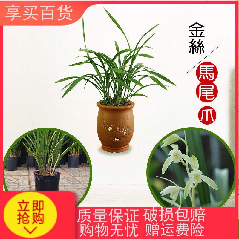墨兰企黑带花苞兰花苗盆栽浓香金边建兰好养室内植物四季春兰新品_965 金丝马尾爪6苗精品原盆发货