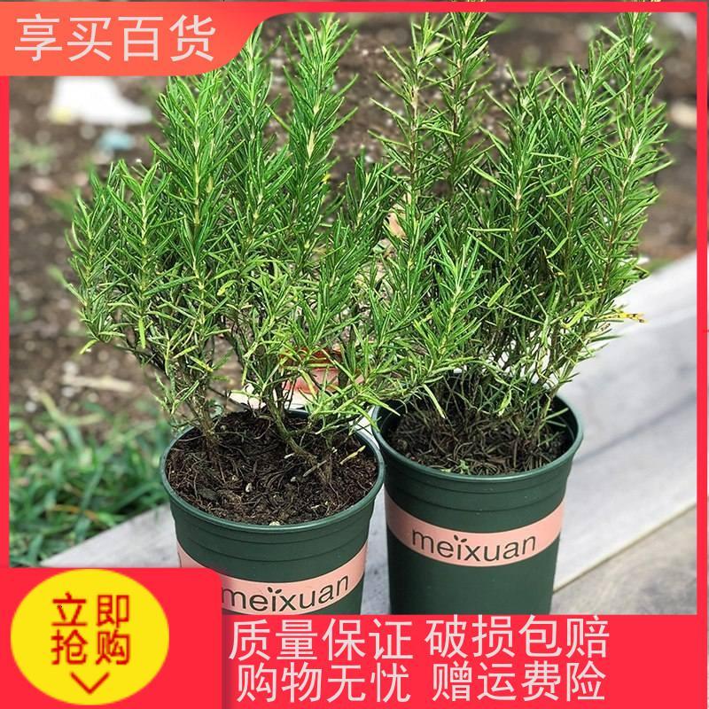 迷迭香盆栽可食用香新鲜香盆栽西餐糕点烘焙香料四季常青植物新品_575 迷迭香（小）新款0.5加仑盆2盆_不含盆