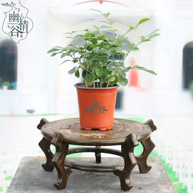 幽情谷 双盆水培植物竹柏九里香 罗汉松 室内水培多肉办公室花卉盆栽懒人盆栽好养活净化空气 带盆花盆 九里香原盆