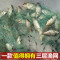 【优先发货】鱼网粘网三层渔网丝网挂网拦河工具渔具沾网粘鱼网网鱼网 1.5米高5指100米三层沉网