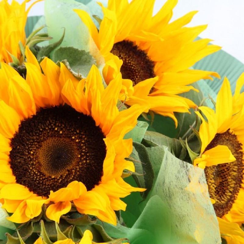 花集鲜花速递 9朵向日葵鲜花太阳花花束 生日鲜花 全国免费配送 英文