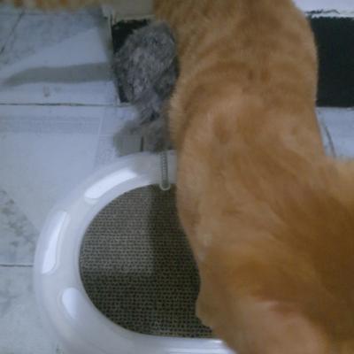 卡诺carno猫咪猫抓板幼猫室内互动轨道球猫转盘猫玩具磨爪板用品晒单图
