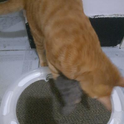 卡诺carno猫咪猫抓板幼猫室内互动轨道球猫转盘猫玩具磨爪板用品晒单图