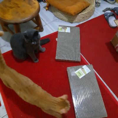 猫森林瓦楞纸猫窝猫抓板磨爪器 猫咪用品碗型猫爪板猫玩具 直板型晒单图