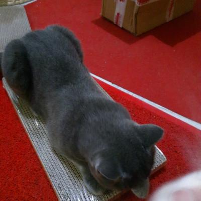 猫森林瓦楞纸猫窝猫抓板磨爪器 猫咪用品碗型猫爪板猫玩具 直板型晒单图