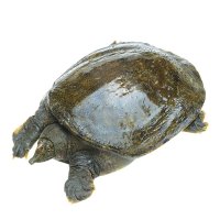 【苏宁自营】蟹灵阁 阳澄湖原生态甲鱼750g-850g 鲜活甲鱼 鳖1.5斤-1.7斤