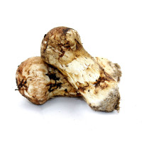 闲居人 新鲜松茸 非云南香格里拉 四川甘孜野生菌菇 火锅食材礼盒装5cm-7cm 500g