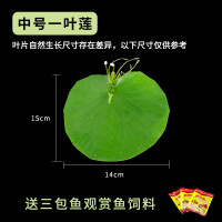 圆鱼缸小型桌面创意玻璃睡莲圆形水培植物金鱼缸一体水养家用造景_1 默认尺寸 中号一叶莲【不包含缸】