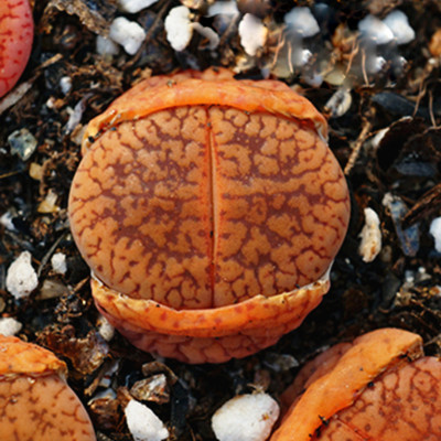 多肉植物赤阳玉 生石花屁屁花屁股花 新奇植物桌面小肉肉( 单株苗,不
