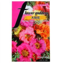 太阳花盆栽图片 太阳花盆栽图片大全 苏宁易购