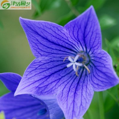 津沽园艺花卉种子桔梗种子僧冠帽六角荷铃铛花种子
