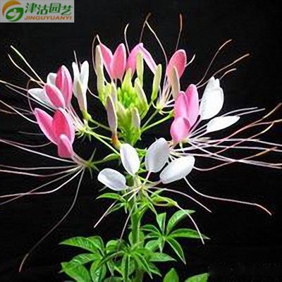 津沽园艺花卉种子醉蝶花凤蝶草紫龙须西洋白花莱种子阳台庭院种植20粒1包