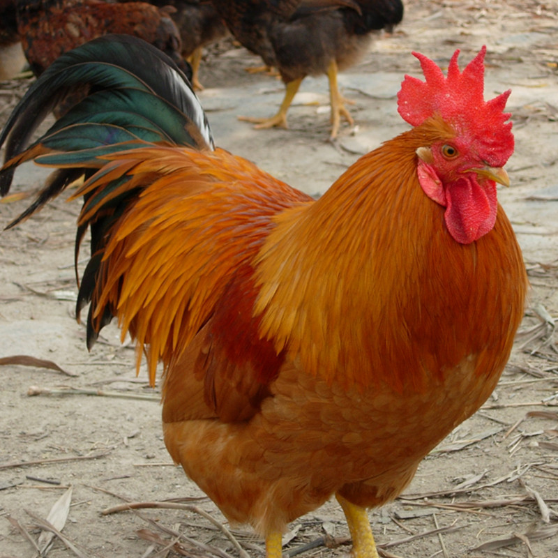 春节正常发草公鸡1只整鸡约125kg退毛留内脏新鲜鸡肉ci