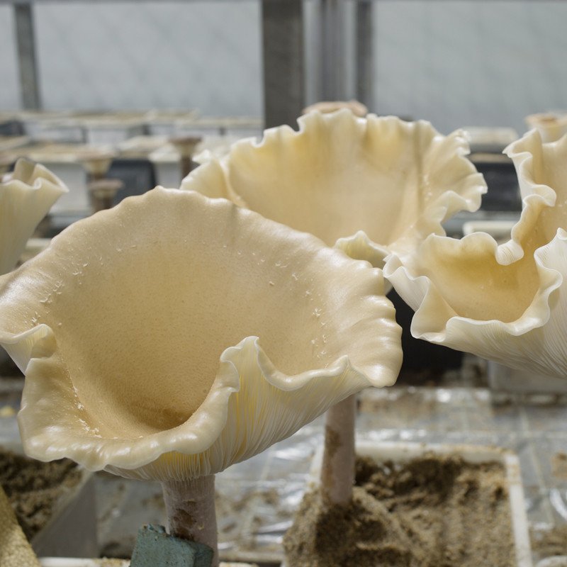 【中华特色馆】南通馆 熊掌菇袋装