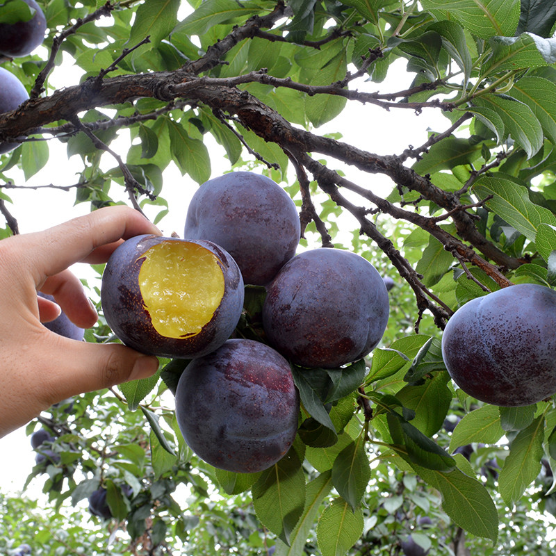 现摘现发陕西农家黑布林李子新鲜5斤