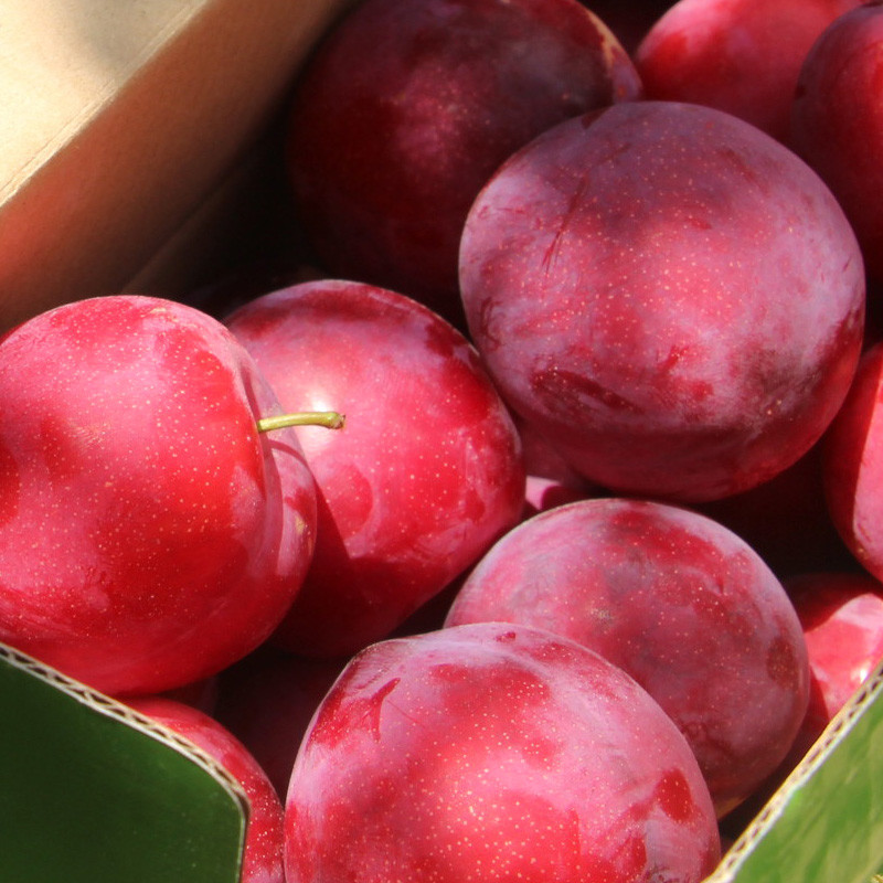 西北特产应季水果高原香李李子1kg顺丰包邮次日达8月初统一发货