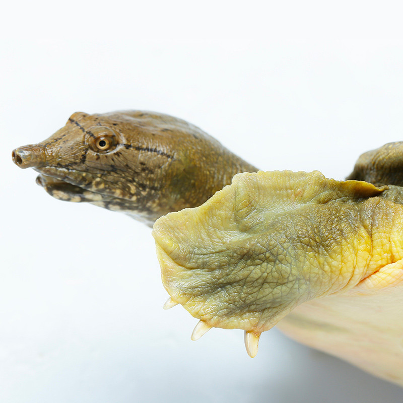 【中华特色馆扬州馆】扬州仪征听鹊亭甲鱼鲜活无激素营养美味2.